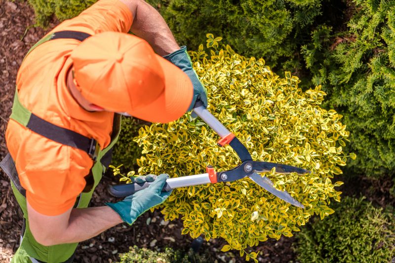 Shrub Trimming And Removal
